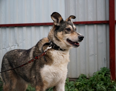 Селеста Б245