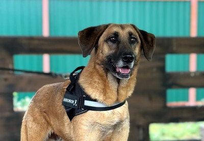 Джаббар Б 131