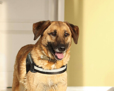 Джаббар Б 131