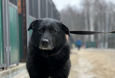 Смоки Б 161