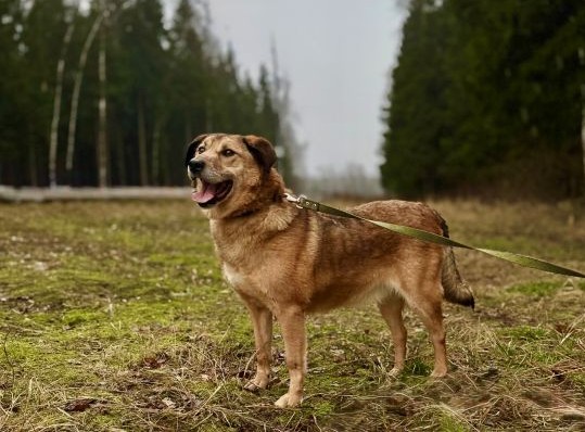 Ищут хозяина