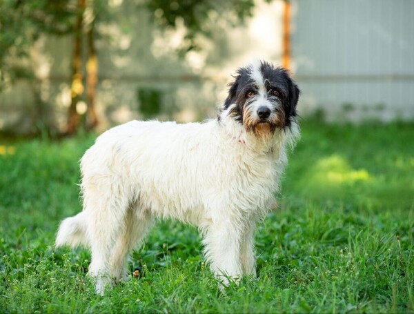 Зелибоба передержка ранее Д154