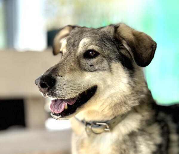 Ищут хозяина