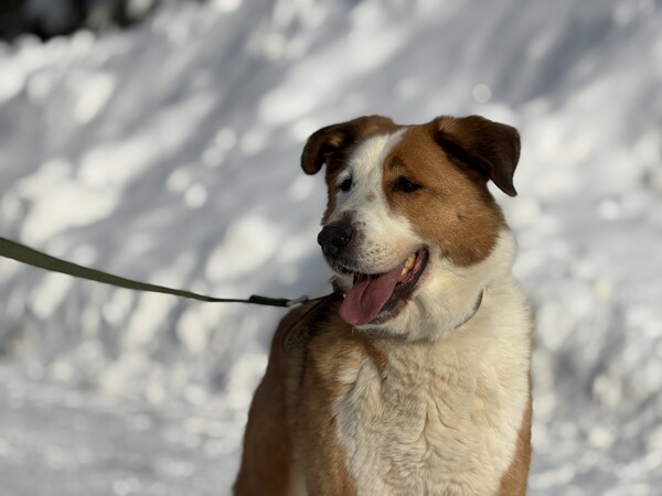 Ищут хозяина