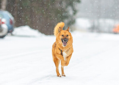 Риз Д вольеры 1-40
