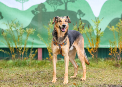 Анис Д вольеры 1-40