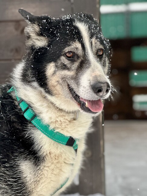 Ищут хозяина