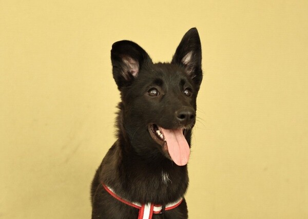 Ника щенятник