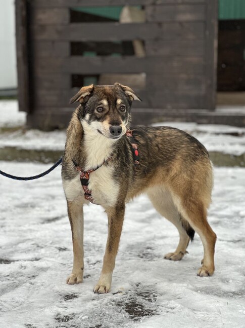 Ищут хозяина