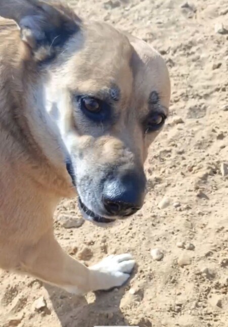 Шура (Айрис) Д27