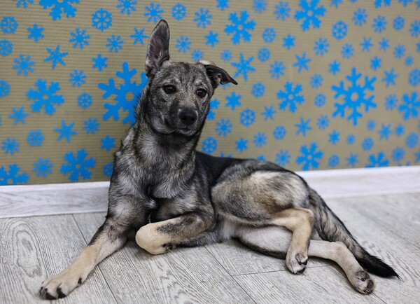 Элиза Щенятник