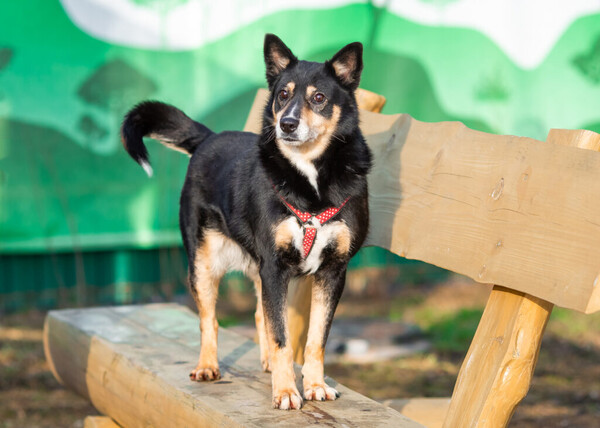 Макс Д вольеры 1-40