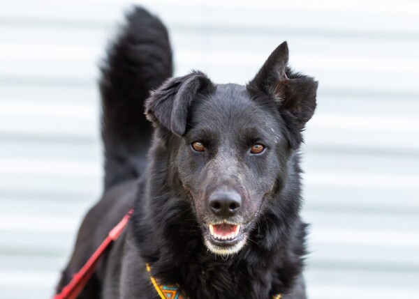 Гамлет Д вольеры 1-40