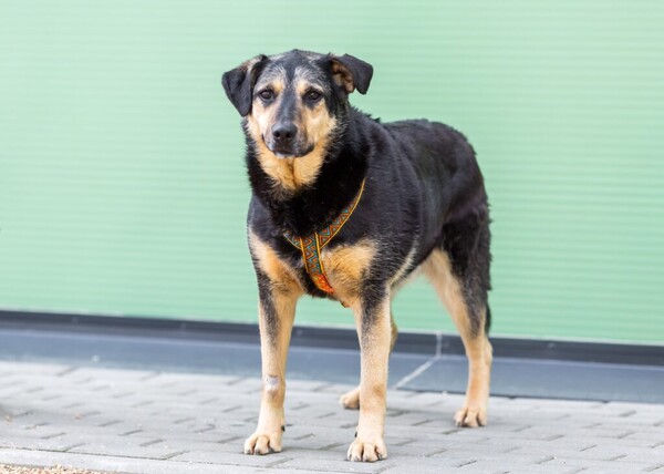 Ричи Д вольеры 1-40