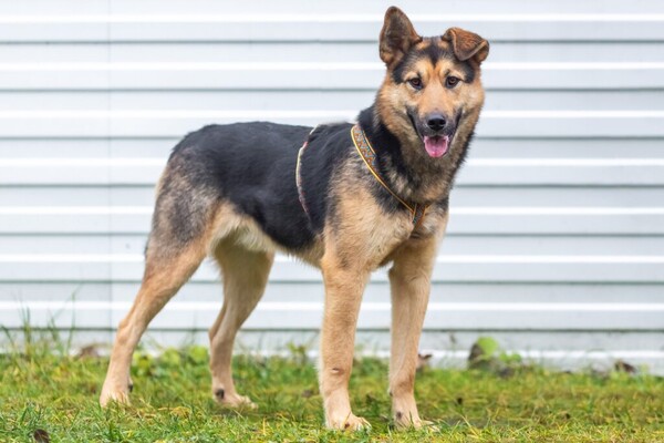 Рольф вольеры 1-40