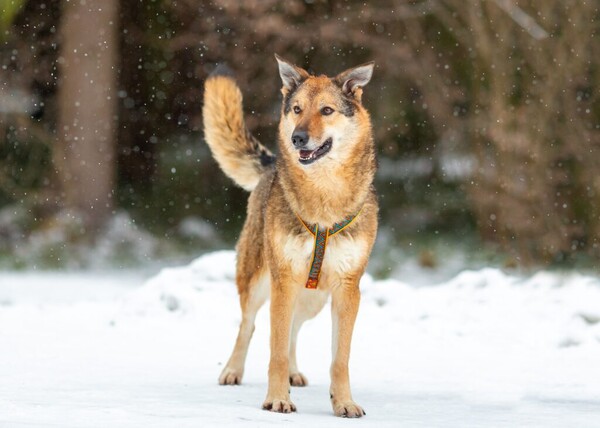 Дэрил Д вольеры 1-40