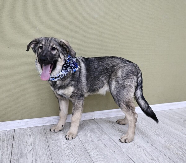 Барон Щенятник