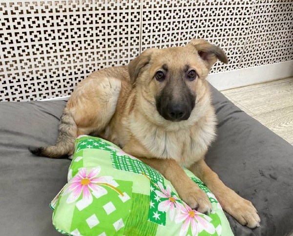 Ариэль Щенятник