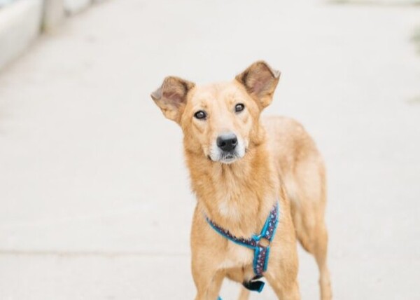 Алиса Д вольеры 1-40