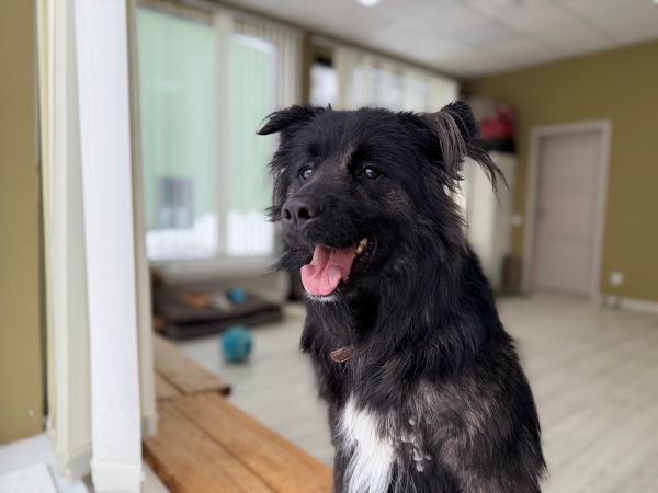 Ищут хозяина