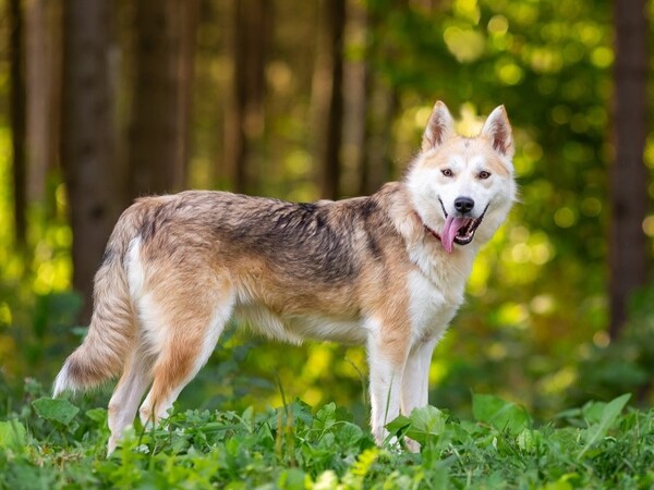 Ищут хозяина