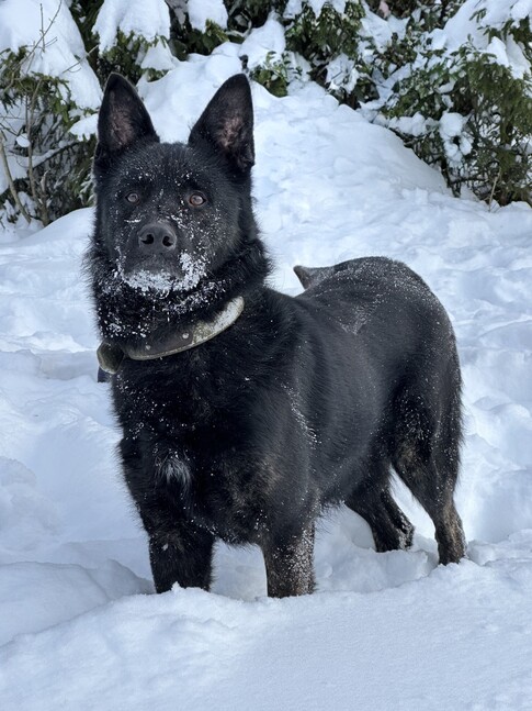 Ищут хозяина