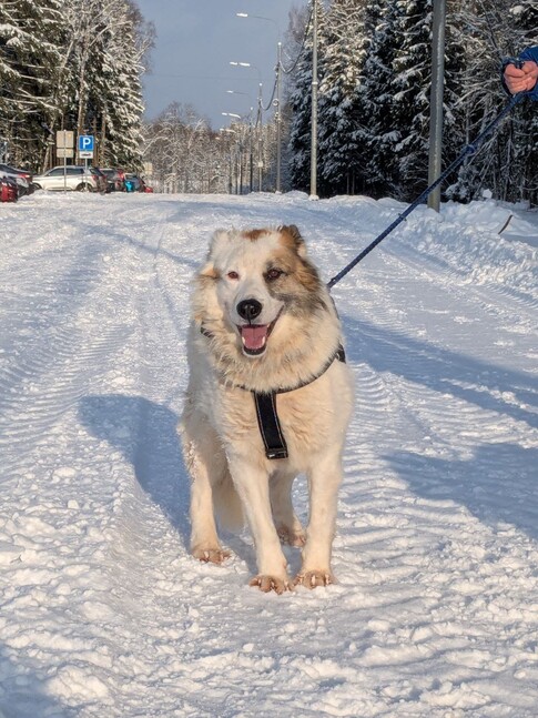 Ищут хозяина