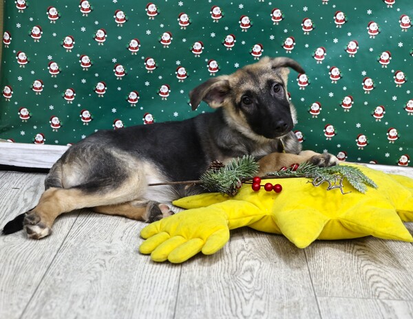 Гуля Щенятник