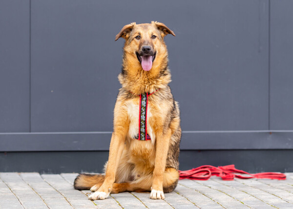 Алладин Д вольеры 1-40