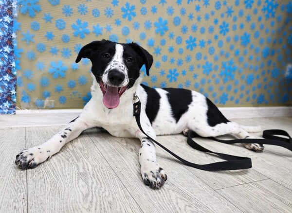 Молли Щенятник