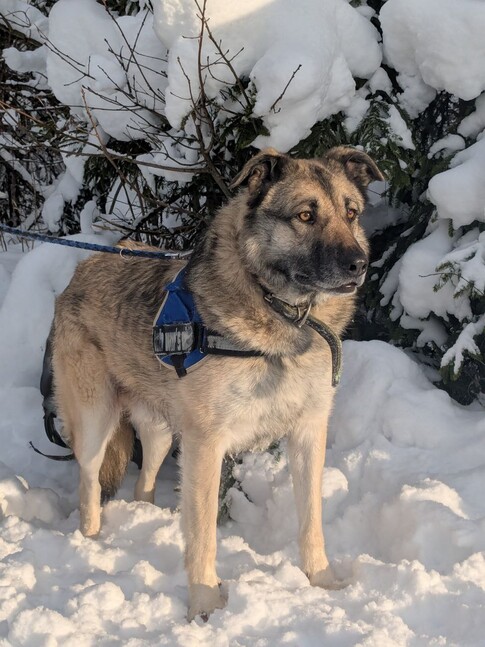 Ищут хозяина