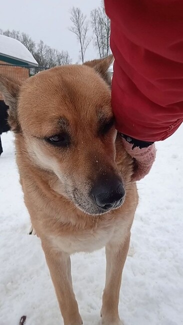 Шура (Айрис) Д27