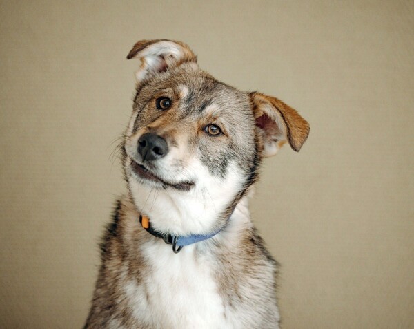 Манка Щенятник