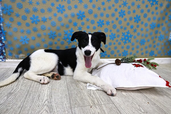 Долли щенятник