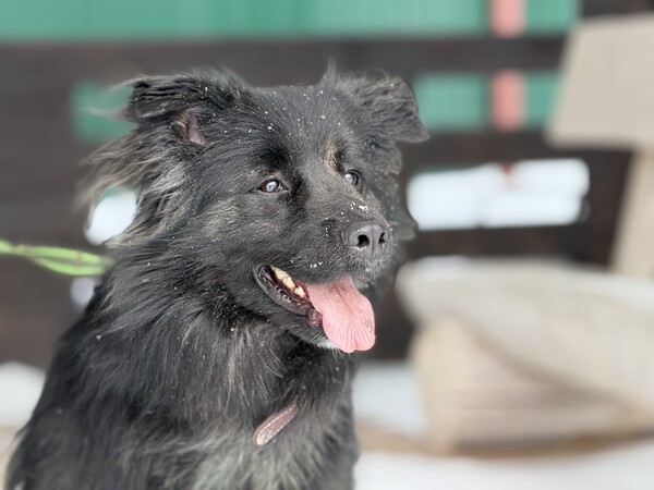 Ищут хозяина