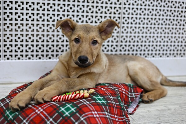 Ди-ди Щенятник