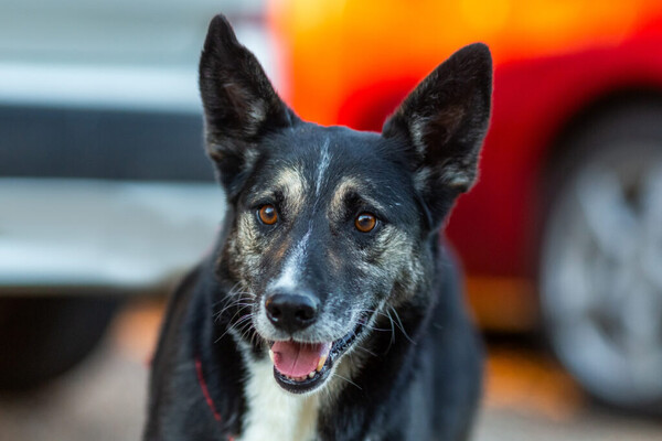 Норд Д вольеры 1-40