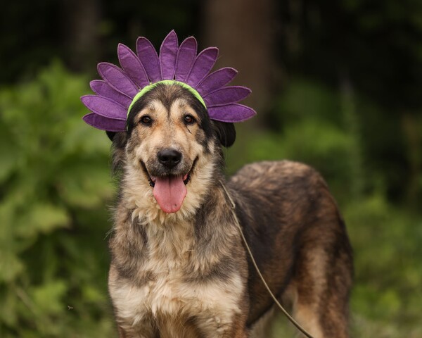 Тундра (Минора)