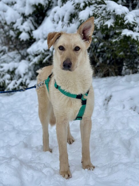 Ищут хозяина