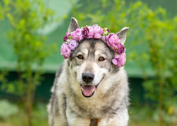 Песня Д вольеры 1-40