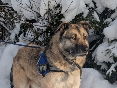 Ищут хозяина