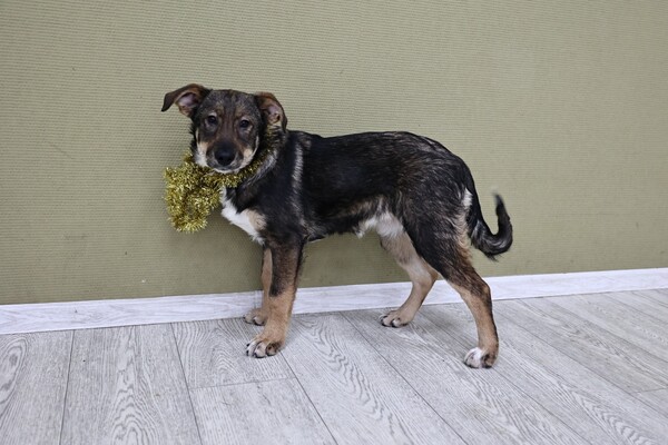 Калинка Щенятник