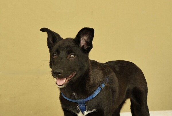 Ник щенятник