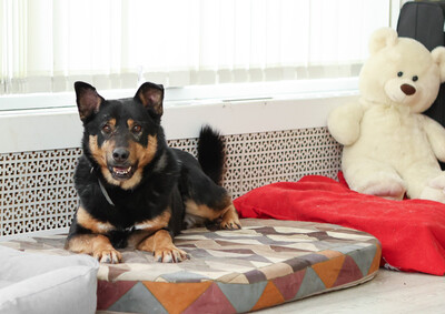 Буч (Баграй) Б 155