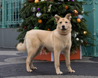 Хлоя передержка (ранее Щенятник)