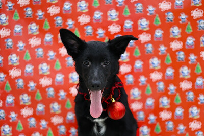 Ясна Щенятник