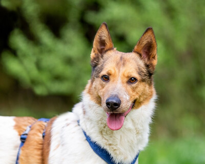 Булочка Б 284