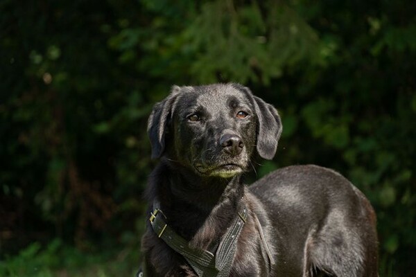 Ищут хозяина