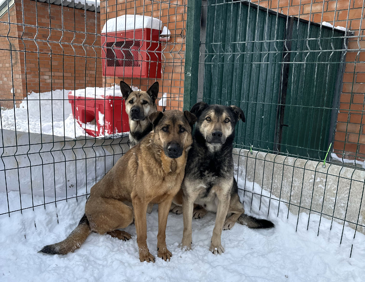 В чем супер-сила приютских собак?