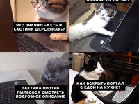 Если бы кошки умели пользоваться Гуглом